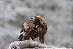 Golden eagle at a carcass in snowy wheather