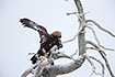 Young golden eagle in a dead tree