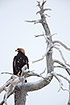 Young golden eagle in a dead tree