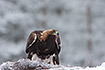 Photo ofGolden Eagle (Aquila chrysaetos). Photographer: 