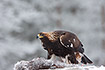 Young golden eagle at a carcass