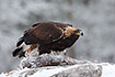 Photo ofGolden Eagle (Aquila chrysaetos). Photographer: 
