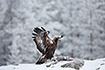 Adult golden eagle landing by a carcass