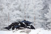 Ravens fighting over a carcass