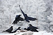 Ravens fighting over a carcass