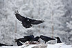 Ravens at a carcass
