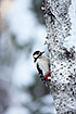 Great spotted woodpecker on a birch trunk
