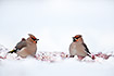 Waxwings collecting berries on the ground