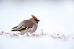Waxwing in snow