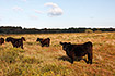 Grazing cows in heathland area