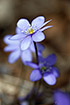 Foto af Bl Anemone (Hepatica nobilis). Fotograf: 