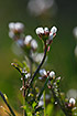 Photo ofCommon Whitlowgrass  (Erophila verna). Photographer: 