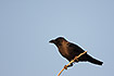 Photo ofHouse Crow (Corvus splendens). Photographer: 