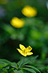 Yellow Anemones