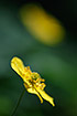 Foto af Gul Anemone (Anemone ranunculoides). Fotograf: 