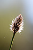 Photo ofHares-tail Cottongrass (Eriophorum vaginatum). Photographer: 