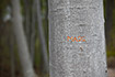 Beech tree with a name engraved
