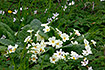 Photo ofPrimrose (Primula vulgaris). Photographer: 
