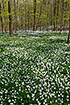 Carpet of flowering Wood Anemones in a Danish beech forest