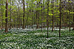 Carpet of flowering wood anemones in a Danish beech forest