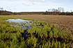 Extensively used floodplain meadows in Matsalu National Park in western Estonia