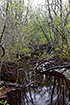 Estonian forest stream