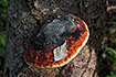 Photo ofRed Banded Polypore (Fomitopsis pinicola). Photographer: 