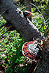 Red Banded Polypore on a dead pine