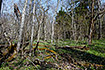 Estonian forest with a lot of dead wood on the forest floor
