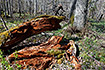Fallen wood on the forest floor