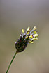 Flowering Blue Moor-Grass