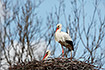 Nesting white stork