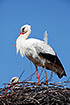 Nesting white storks