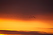Migrating Barnacle Geese agaisnt a red sky