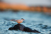 Photo ofCommon Tern (Sterna hirundo). Photographer: 