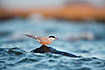 Common Tern resting on a rock