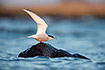 Common Tern lifting its wings before take off