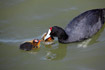 Crested coot feeding chicks.