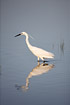Little egret hunting in the late afternoon