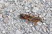 Photo ofMole Cricket (Gryllotalpa gryllotalpa). Photographer: 