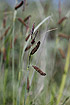 Foto af Blgrn star (Carex flacca). Fotograf: 