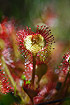 Leaves of the carnivorous plant Round-leaved Sundew