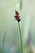 Foto af Tvebo star (Carex dioica). Fotograf: 