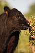 Cow eating a hawthorn (or midland hawthorn)