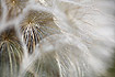 Close-up of goats-beard (also called jack-go-to-bed-at-noon)