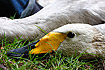Whooper Swan adult waiting patiently to be ringed. Whooper Swan is expanding its breeding range towards south and west, and this species is now breeding in Denmark.