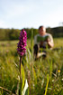 Western marsh-orchid and a botanist.