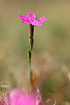 Foto af Bakke-Nellike (Dianthus deltoides). Fotograf: 