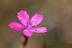 Photo ofMaiden Pink (Dianthus deltoides). Photographer: 