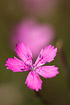 Flower of a Maiden Pink.